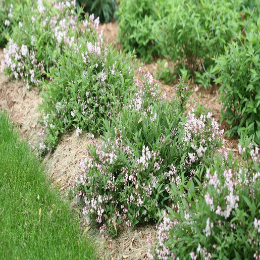 チェリーブロッサム様 Deutzia x Yuki Cherry Blossom Proven Winners Deutzia | SiteOne US